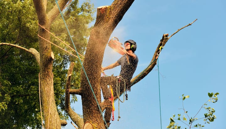 Residential tree removal in Augusta, ME.