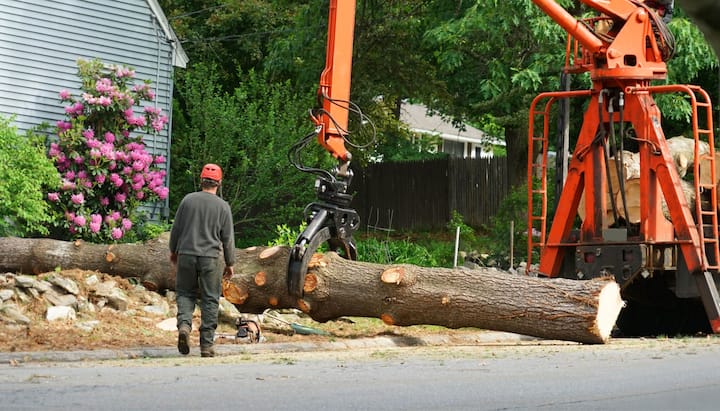 Commercial tree removal in Augusta, ME.