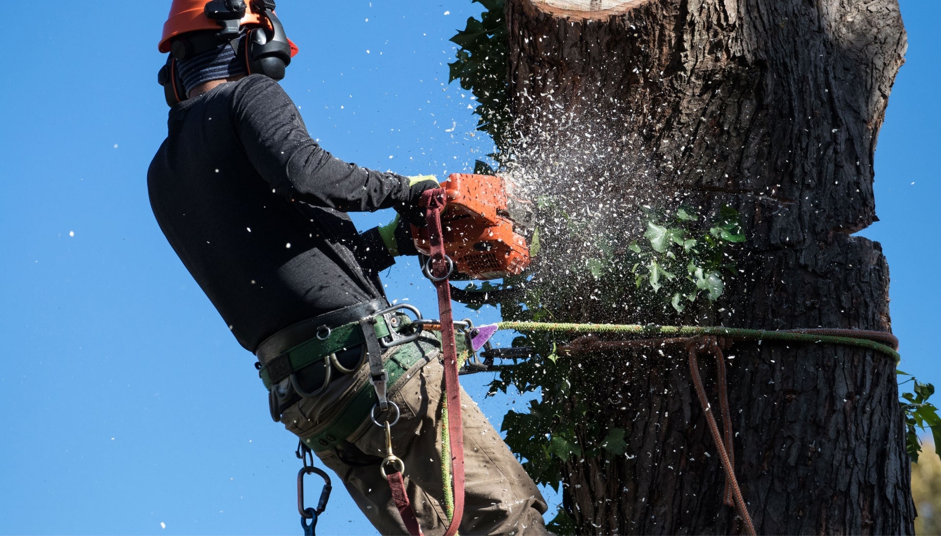 Professional tree removal in Augusta, ME.
